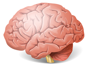 Brain Science