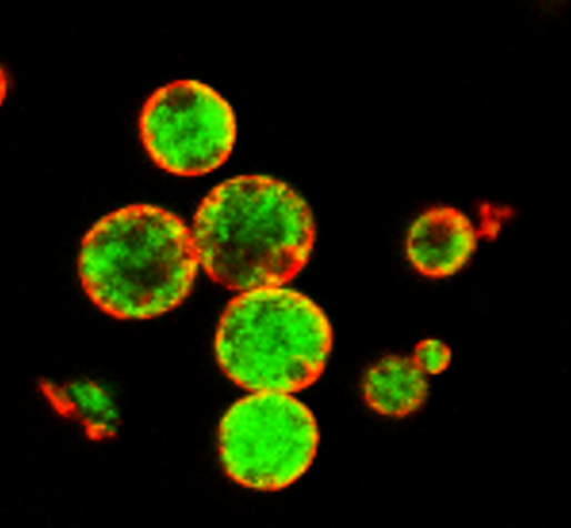 Particle-based artificial three-dimensional stem cell spheroids for revascularization of ischemic diseases