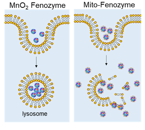 Biomimetic Design of Mitochondria-Targeted Hybrid Nanozymes as Superoxide Scavengers