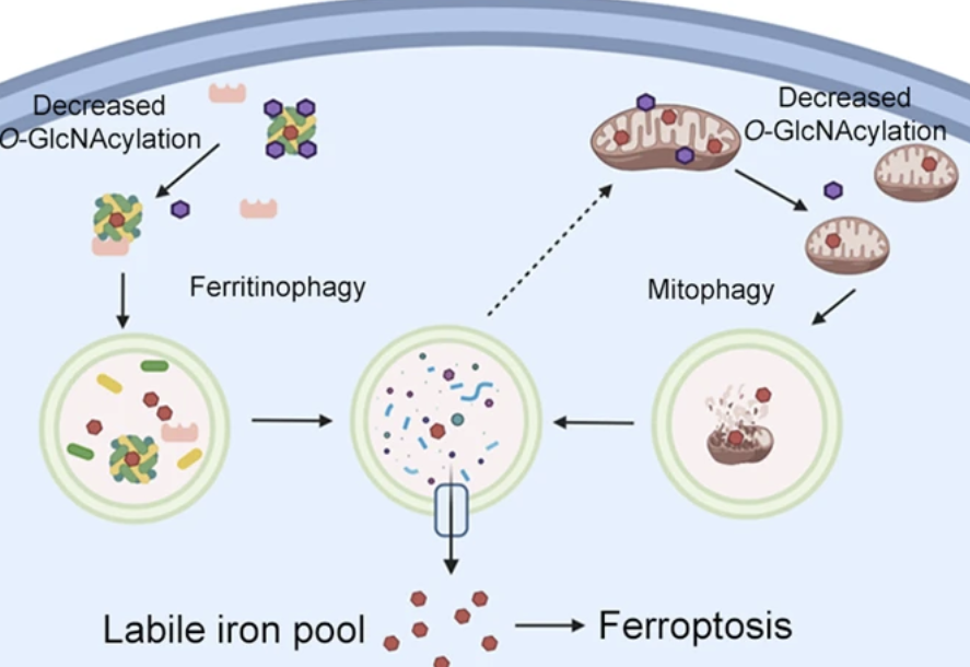 Dynamic O-GlcNAcylation coordinates ferritinophagy and mitophagy to activate ferroptosis.