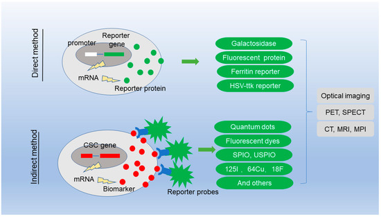 Lineage Tracing and Molecular Real-Time Imaging of Cancer Stem Cells.