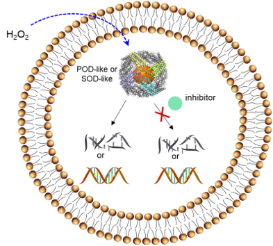 Screening of Protein-Based Ultrasmall Nanozymes for Building Cell-Mimicking Catalytic Vesicles.