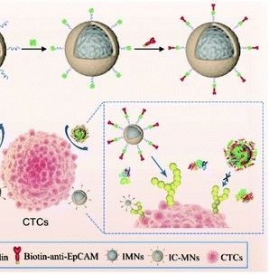 Protein corona-coated immunomagnetic nanoparticles with enhanced isolation of circulating tumor cells.