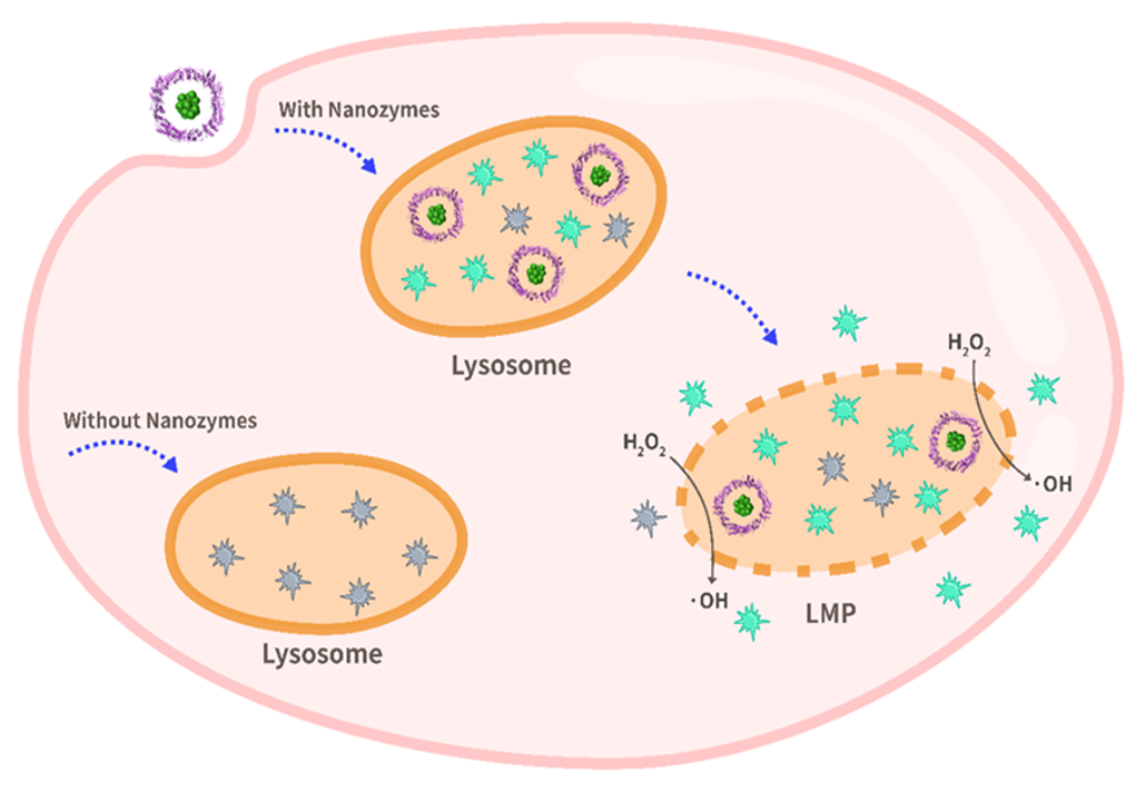 Bioorthogonal catalytic nanozyme-mediated lysosomal membrane leakage for targeted drug delivery.