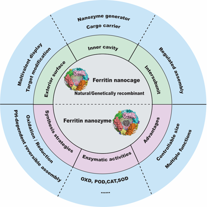 Ferritin Nanocage: A Versatile Platform for Nanozyme Design.