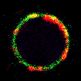 Versatile Design of NO‐Generating Proteolipid Nanovesicles for Alleviating Vascular Injury