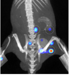 Data‐Driven Design of Triple‐Targeted Protein Nanoprobes for Multiplexed Imaging of Cancer Lymphatic Metastasis