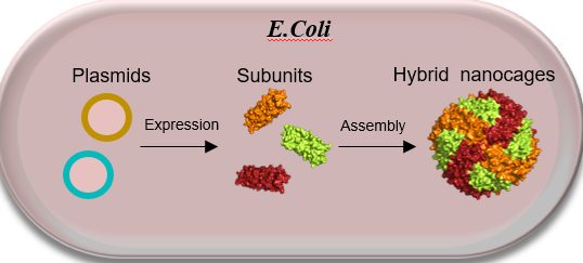 Self-Assembly of Heterogeneous Ferritin Nanocages for Tumor Uptake and Penetration.