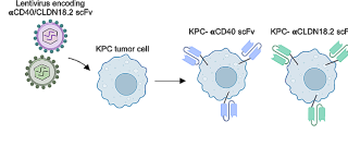 Genetically engineered membrane-based nanoengagers for immunotherapy of pancreatic cancer