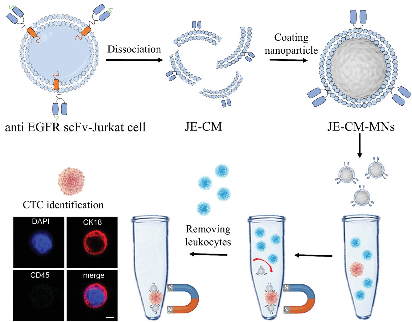 Genetically Engineered Cell Membrane‐Coated Magnetic Nanoparticles for High‐Performance Isolation of Circulating Tumor Cells