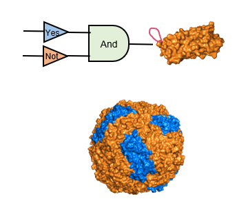 Rational Design of Dual-Targeted Nanomedicines for Enhanced Vascular Permeability in Low-Permeability Tumors