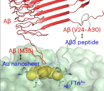 Computationally guided design of bioactive nanostructures for targeted clearance of amyloid-β aggregates in Alzheimer’s disease