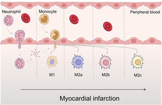 Single-Cell Sequencing Analysis-Driven Nanomedicine Design for Mimicking Endogenous Immune Repair in Myocardial Infarction